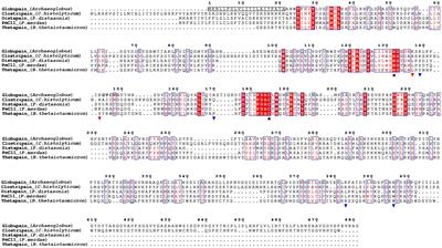 Activation mechanism and activity of globupain, a thermostable C11 protease from the Arctic Mid-Ocean Ridge hydrothermal system